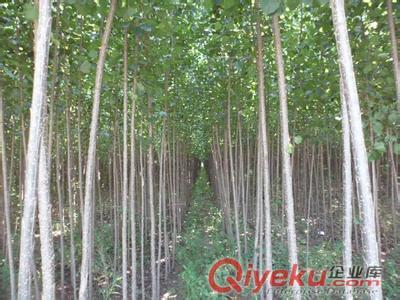 大量速生杨107《2 3 5 6》公分供应商福源苗木场-江苏福源绿化种子提供大量速生杨107《2 3 5 6》公分供应商福源苗木场的相关介绍、产品、服务、图片、价格福源绿化种子、花木种子 草坪种子 牧草种子 灌木种子 果树种子 药材种子、