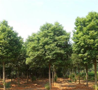 【12公分香樟树价格