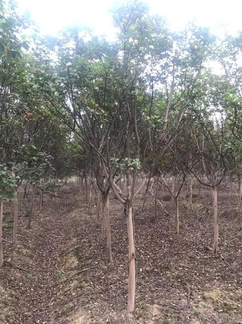 恭喜张勇苗木基地入驻苗木通 用诚信做事业,用品质树形象