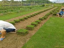 产品展示 郴州市苏仙区湘绿草皮苗木基地
