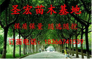 米径6 8cm法桐苗木江苏南京法桐批发价格价格 厂家 图片