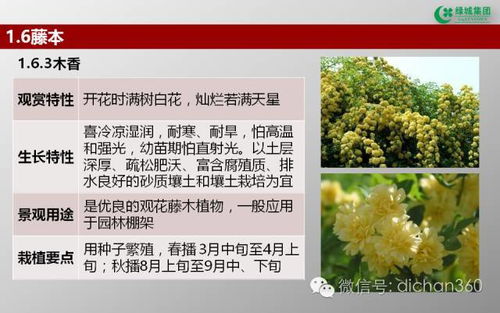 绿城集团园林软景苗木图谱 全套