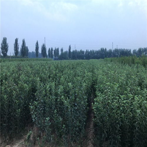 华玉苹果苗购买 华玉苹果苗基地