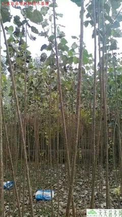苗木展示2 _苗木产品图片
