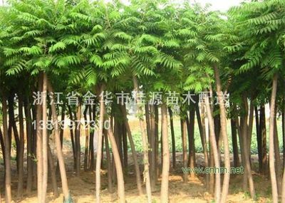 火炬树-浙江省金华市佳源苗木配送 br/ (原小黑苗木配送)(产品图片)-产品库-中国花木网