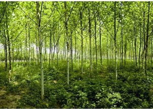 成功的苗木人懂得熬 失败的苗木人只会逃