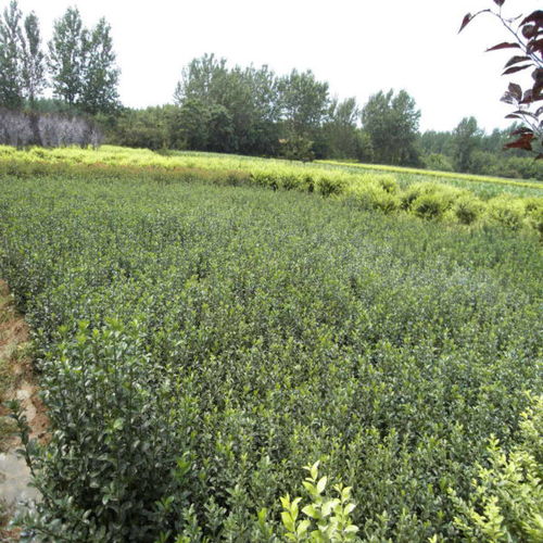 大叶黄杨 冬青花木 沭阳县完美园林绿化苗木场