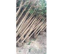 【常年供应紫竹苗镇宅紫竹象征紫气东来庭院种植量大优惠】沭阳永春花卉苗木场 - 产品库