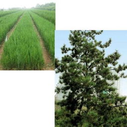 徽县油松报价 厂家