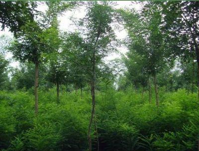 山东乔泰国槐基地|国槐价格