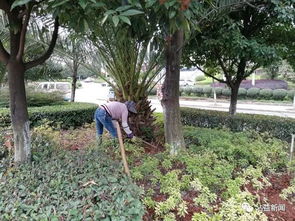 确保绿化苗木安全度夏 沾益全力抗旱保绿