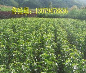 苗木基地供应 四川红肖梨苗