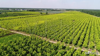 苗木生产,如何抓要点和难点