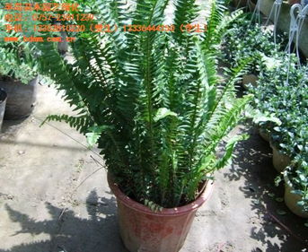 盆栽 最新的盆栽图片 半岛苗木园艺绿化规格型号及价格