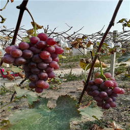 湖南无核品种葡萄苗什么时间可以种