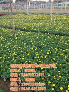 国庆菊的价格,临沂国庆菊,秀岗花卉苗木