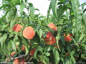 各品种桃子 农副产品 费县明群农副产品果树苗木调拨基地