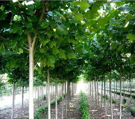 园林苗木种植与后期养护的有效措施探讨