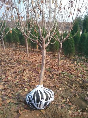 【泰安低价供应垂丝海棠海棠价格绿化苗基地有苗厂家直销】泰安市泰山区青联苗木种植农民专业合作社 - 产品库