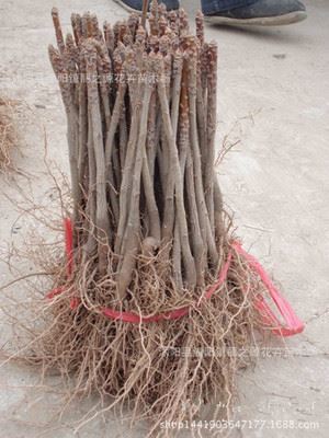 绿化苗木 批发银杏小苗 金叶银杏 白果苗全身都是宝 庭院植物行道绿化苗木-沭阳县潼阳镇丽之源花卉苗木场提供绿化苗木 批发银杏小苗 金叶银杏 白果苗全身都是宝 庭院植物行道绿化苗木的相关介绍、产品、服务、图片、价格沭阳县潼阳镇丽之源花卉苗木场、盆栽 盆景、果树苗、绿化苗木、种球、苗木花卉、种子、多肉植物、各式花盆、园艺用具、花肥 营养液