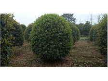 温江钧滔园林苗圃产品展示