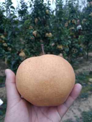 云南晚秋黄梨树苗报价多少钱一株  新闻