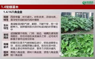 绿城集团园林软景苗木图谱,非常全面,值得借鉴 收藏