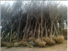 国槐 国槐价格10 30公分全冠国槐