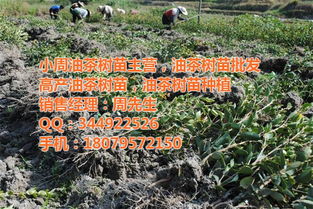 油茶树苗价格 小周油茶树苗 油茶树苗