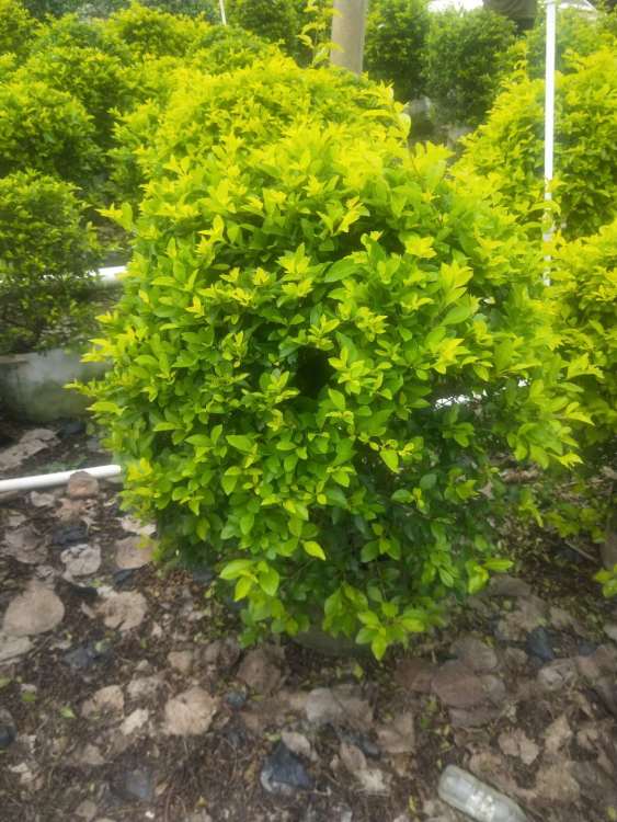 【昆明绿化苗木配送价格】- 