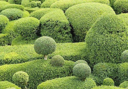 苗木造型技术,做造型苗的一定要看