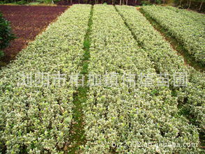 低价促销大量园林绿化苗木金边四季青成活率高