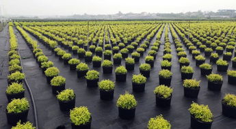 武汉这个新苗圃, 竟然震惊了欧洲同行