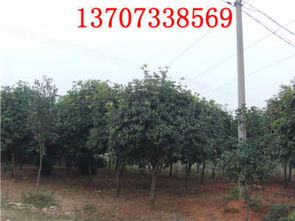 湖南苗木价格湖南苗木供应商湖南桂花精品树