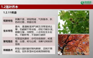 绿城集团园林软景苗木图谱 全套