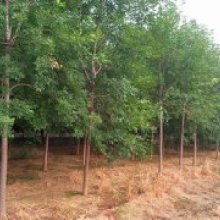 菏泽郓城水泊苗木基地 供应产品