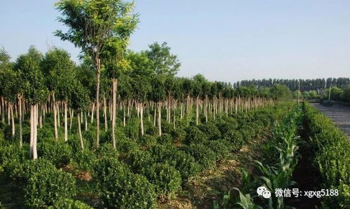 园林绿化市场巨大 苗木产业有待升级