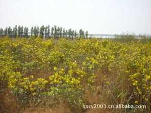 价格 厂家 批发 采购 图片