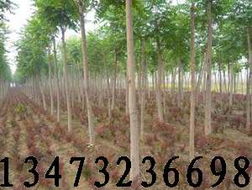 河北苗木白蜡栾树金叶国槐紫叶李碧桃火炬树速生柳金娃娃萱草