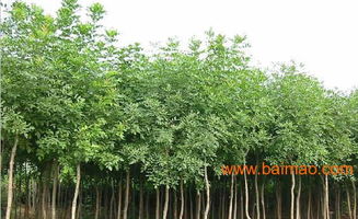 的苗木基地,华欣苗木,的苗木基地,华欣苗木生产厂家,的苗木基地,华欣苗木价格