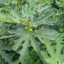 苗木 绿色生命的萌芽