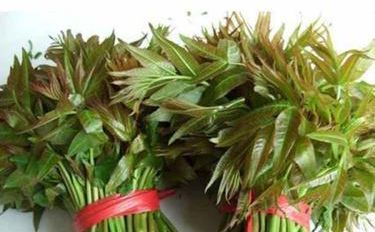 椿树苗木的培育与价值探析