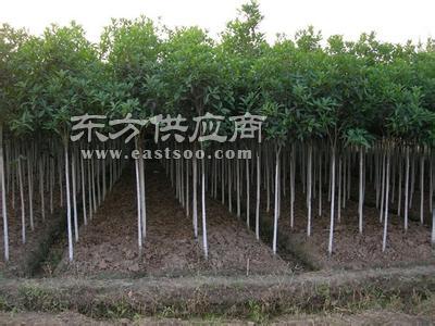 江西八月桂——江南苗木基地的芬芳珍品