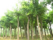 福建兴辉苗木产品展示 优质绿化苗木推荐