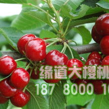 苗木 绿色希望的起点