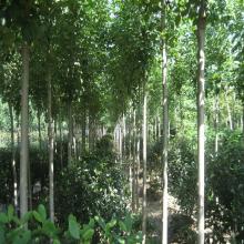 山东嘉信绿化苗木 专业苗木供应商的卓越之路