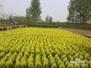 新形势下苗木产业的挑战与应对策略