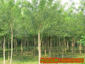 优质国槐系列苗木供应指南 垂槐、黄金槐、金枝国槐，规格齐全，满足您的绿化需求