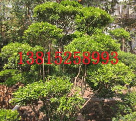 盆栽果树苗木报价及厂家选购指南