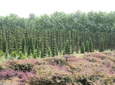 苗木基地 绿意盎然的产业摇篮